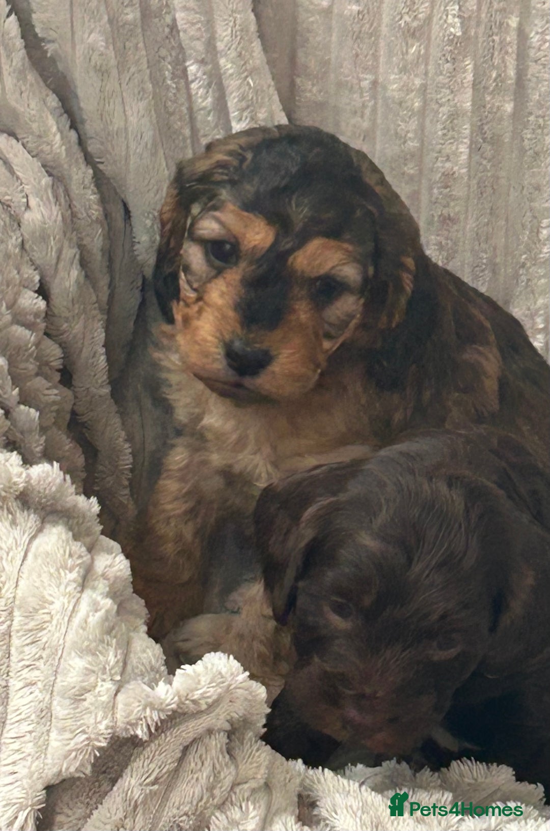 Cockapoo dogs for sale: Cockapoo Puppies - Image 9