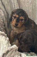 Cockapoo dogs - Advert 9
