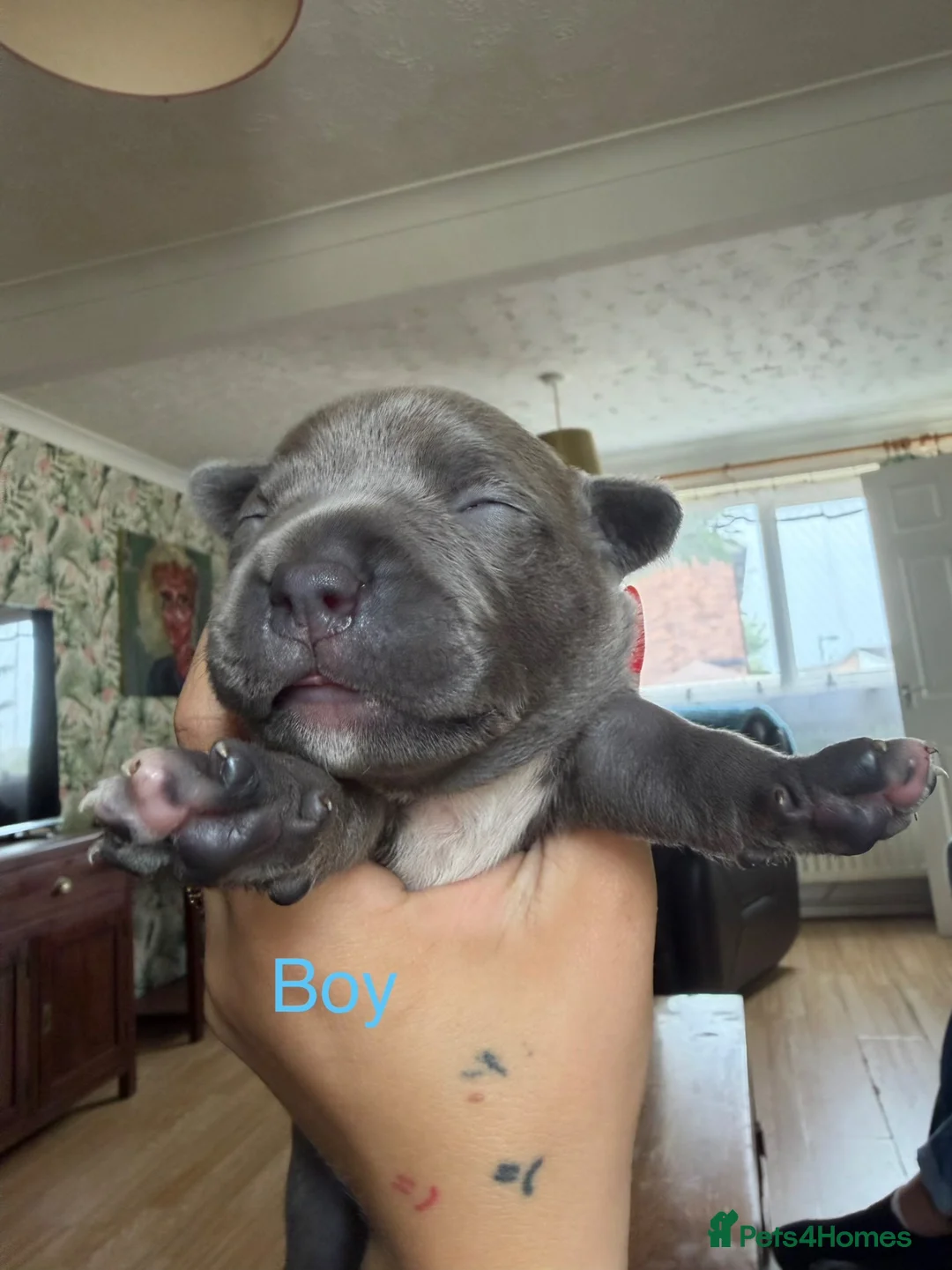 Staffordshire Bull Terrier dogs for sale: Beautiful KC Staffordshire Bull Terrier Puppies ❤️ - Advert 21