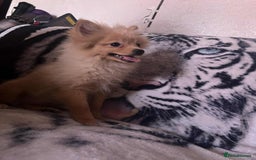 Pomeranian dogs for sale: 4 beautiful Pomeranian's looking for forever home  - Image 7