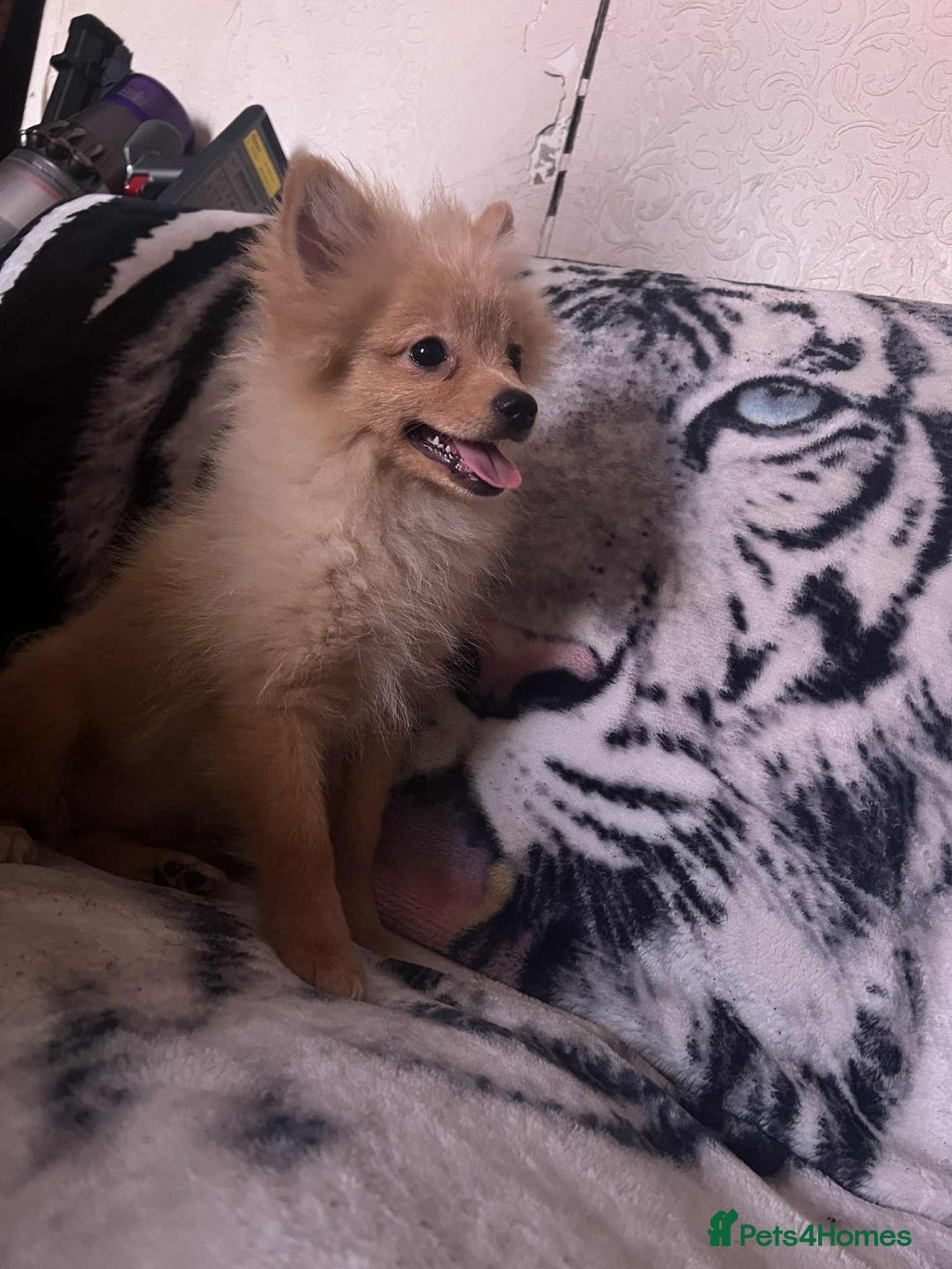 Pomeranian dogs for sale: 4 beautiful Pomeranian's looking for forever home  - Image 7