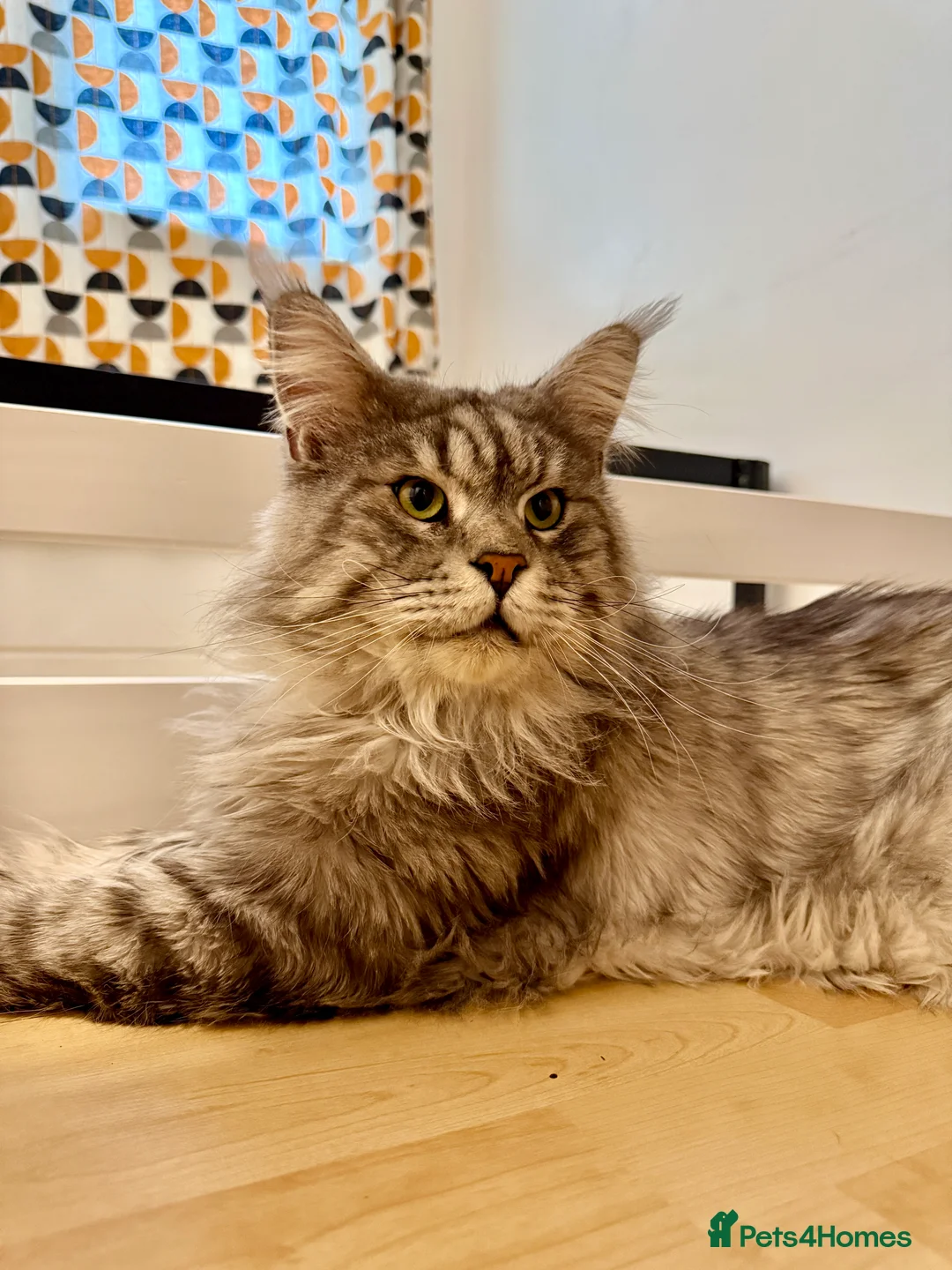 Maine Coon cats for sale: Purebred Adorable Maine Coon Kittens Available - Advert 9