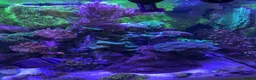 Goldfish fish for sale: reef marine fish tank  - Advert 23