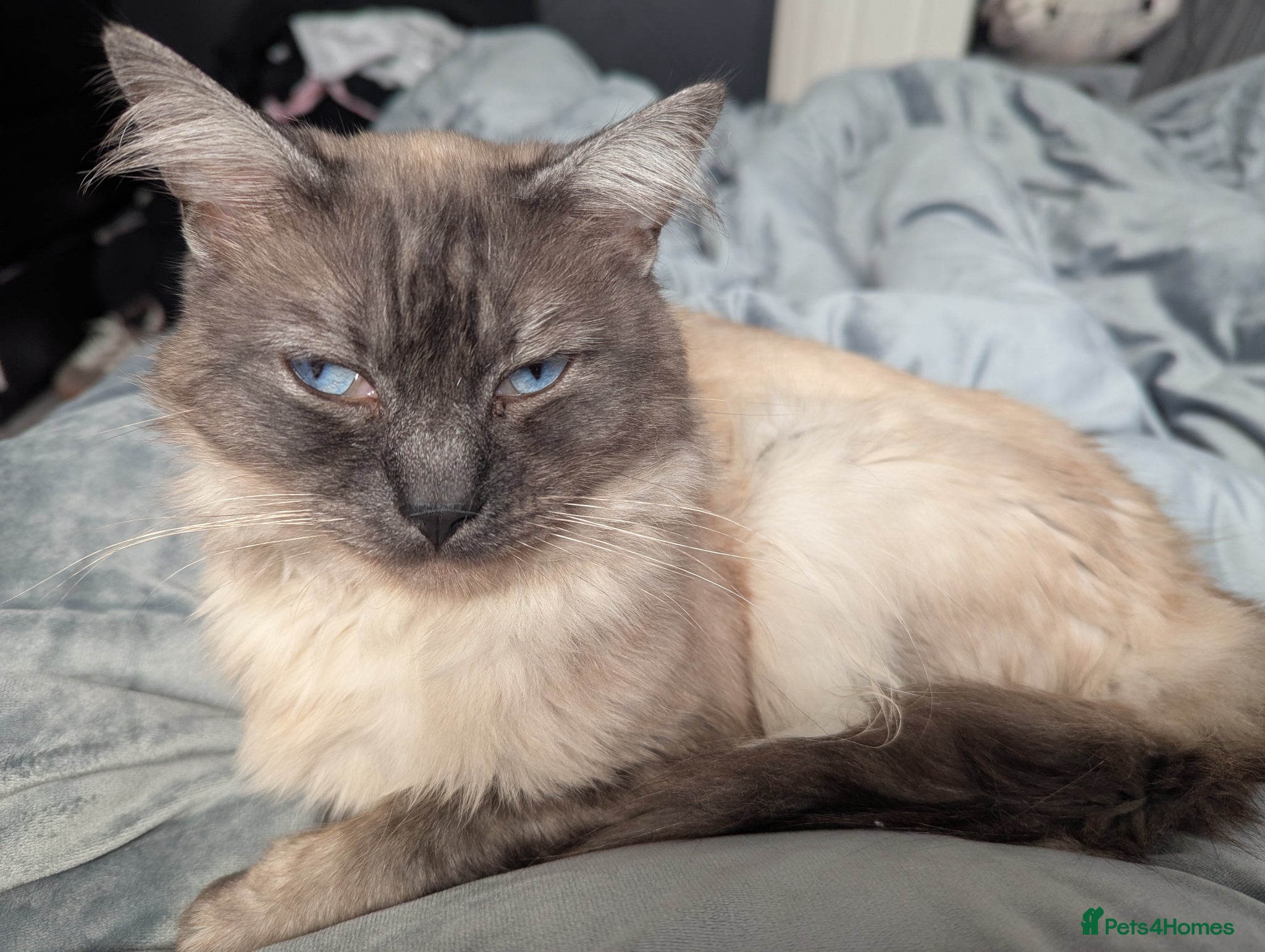 Mixed Breed cats for sale: Beautiful half ragdoll kittens  - Advert 8