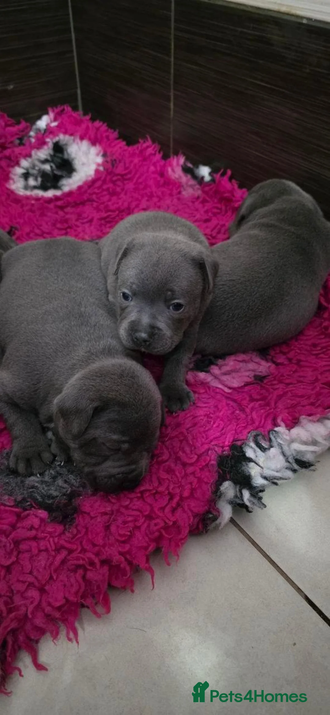 Staffordshire Bull Terrier dogs for sale: Beautiful Staffordshire Bull Terrier Puppies  - Advert 2