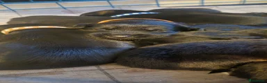 Sprocker 3