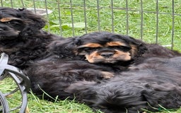 American Cocker Spaniel dogs for sale: Quality American Cocker spaniel puppies  - Image 4