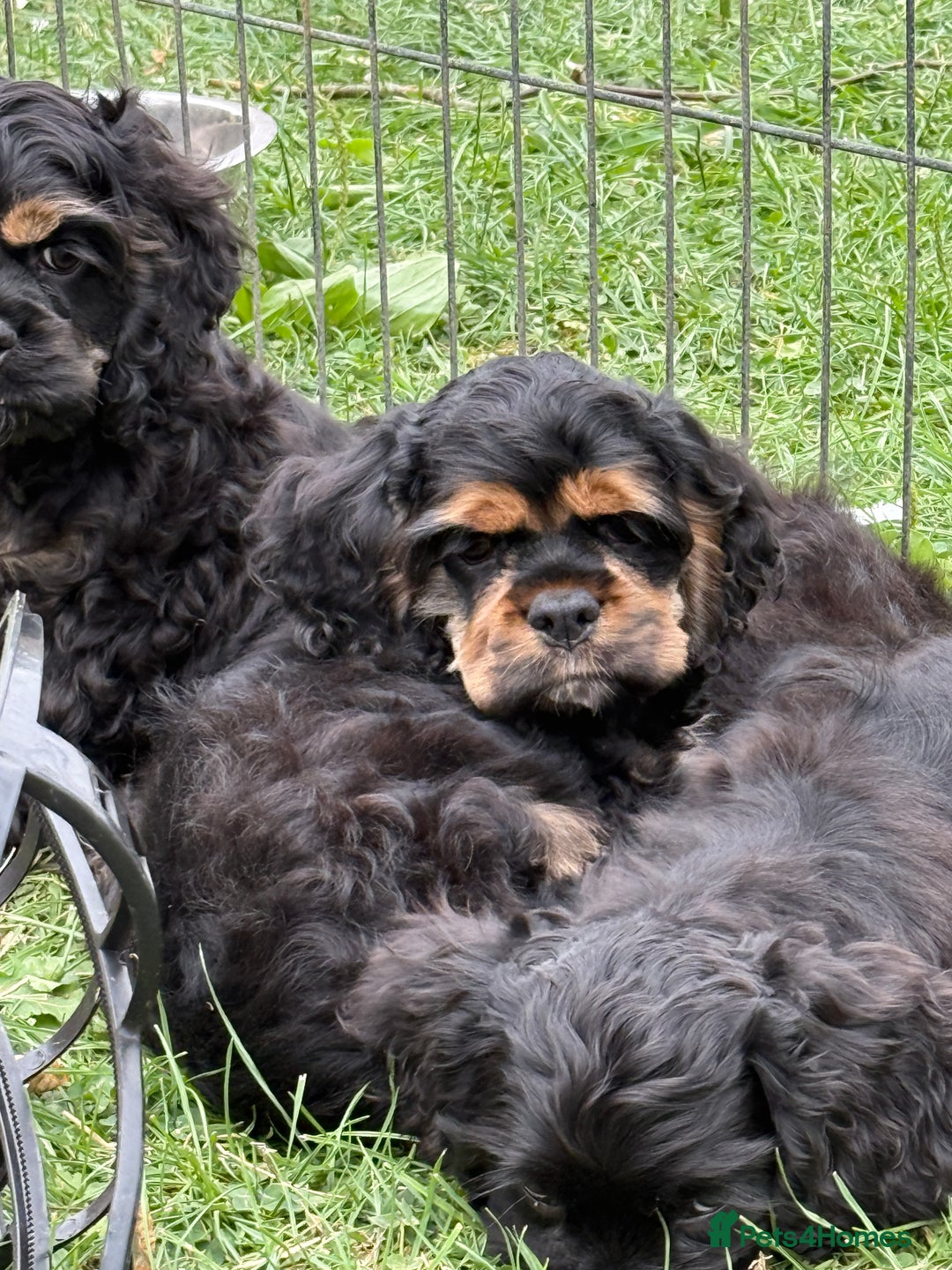 American Cocker Spaniel dogs for sale: Quality American Cocker spaniel puppies  - Image 4