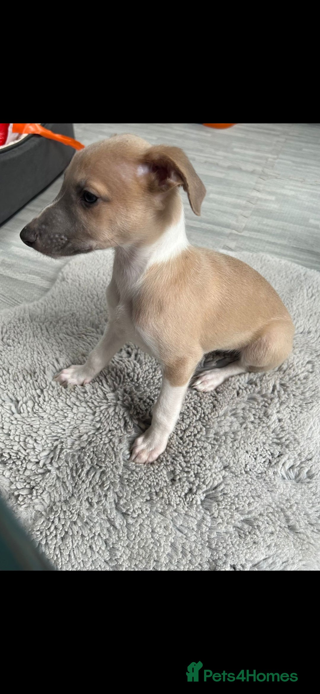 Whippet dogs for sale: Full kc registered whippets  - Image 12