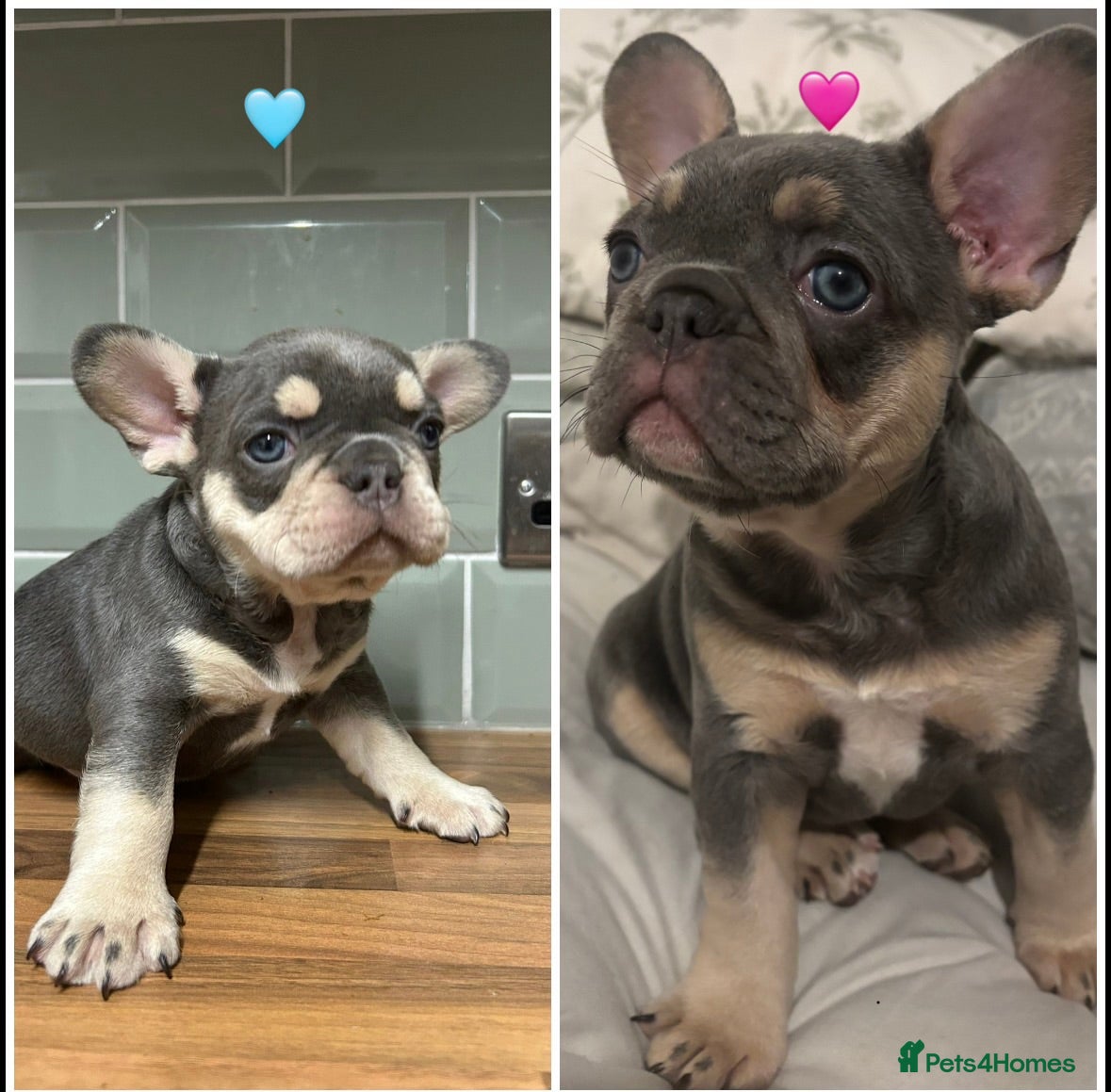 French Bulldog dogs French bulldogs  - Advert 1