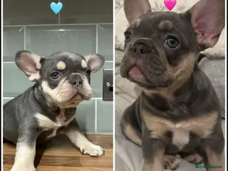 French Bulldog dogs French bulldogs - Advert 1