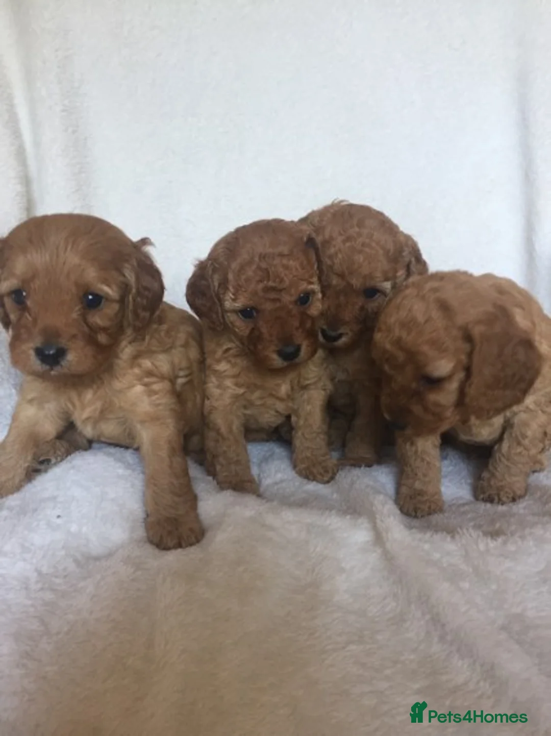 Poodle dogs for stud: Red Mini Poodle PRA Clear & Other DNA Clear in Mansfield - Advert 11