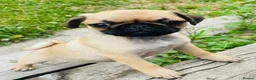 Pug dogs for sale: 🐾 scknz Pug Puppies Available Loving Pet Homes 🐾 - Advert 2