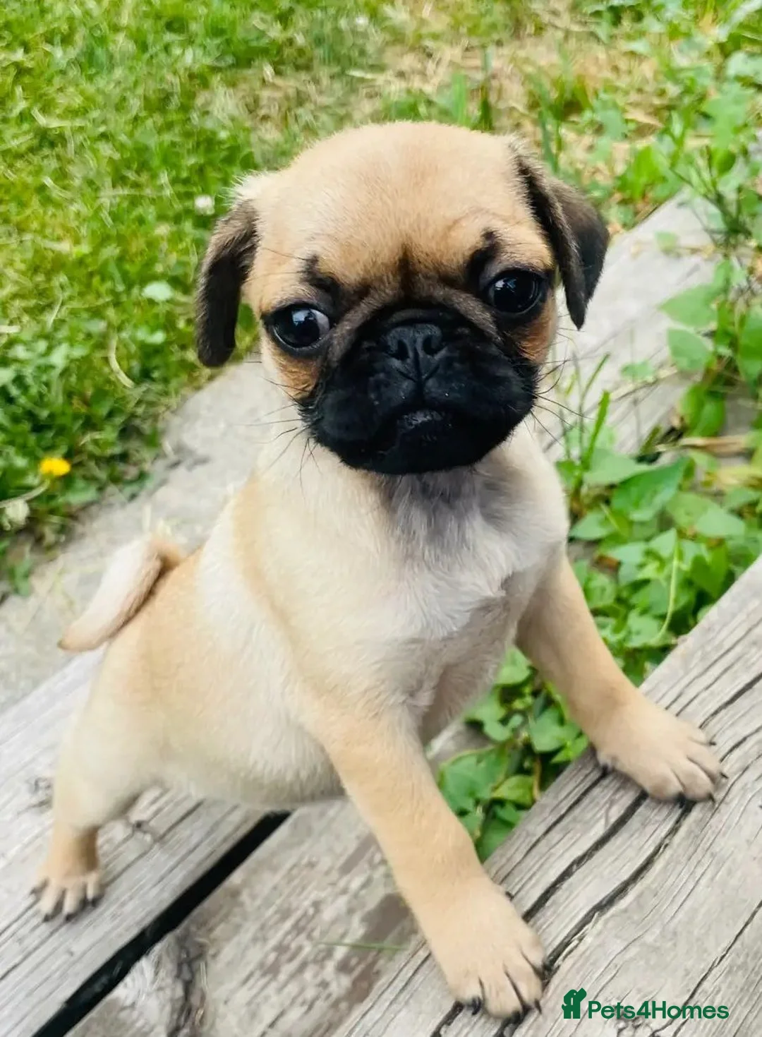 Pug dogs for sale: 🐾 scknz Pug Puppies Available Loving Pet Homes 🐾 - Advert 2