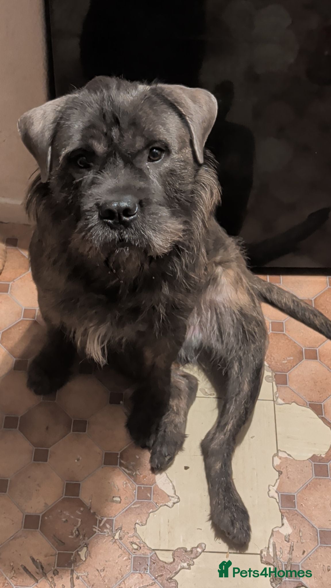 Mixed Breed dogs Rehoming - Advert 1