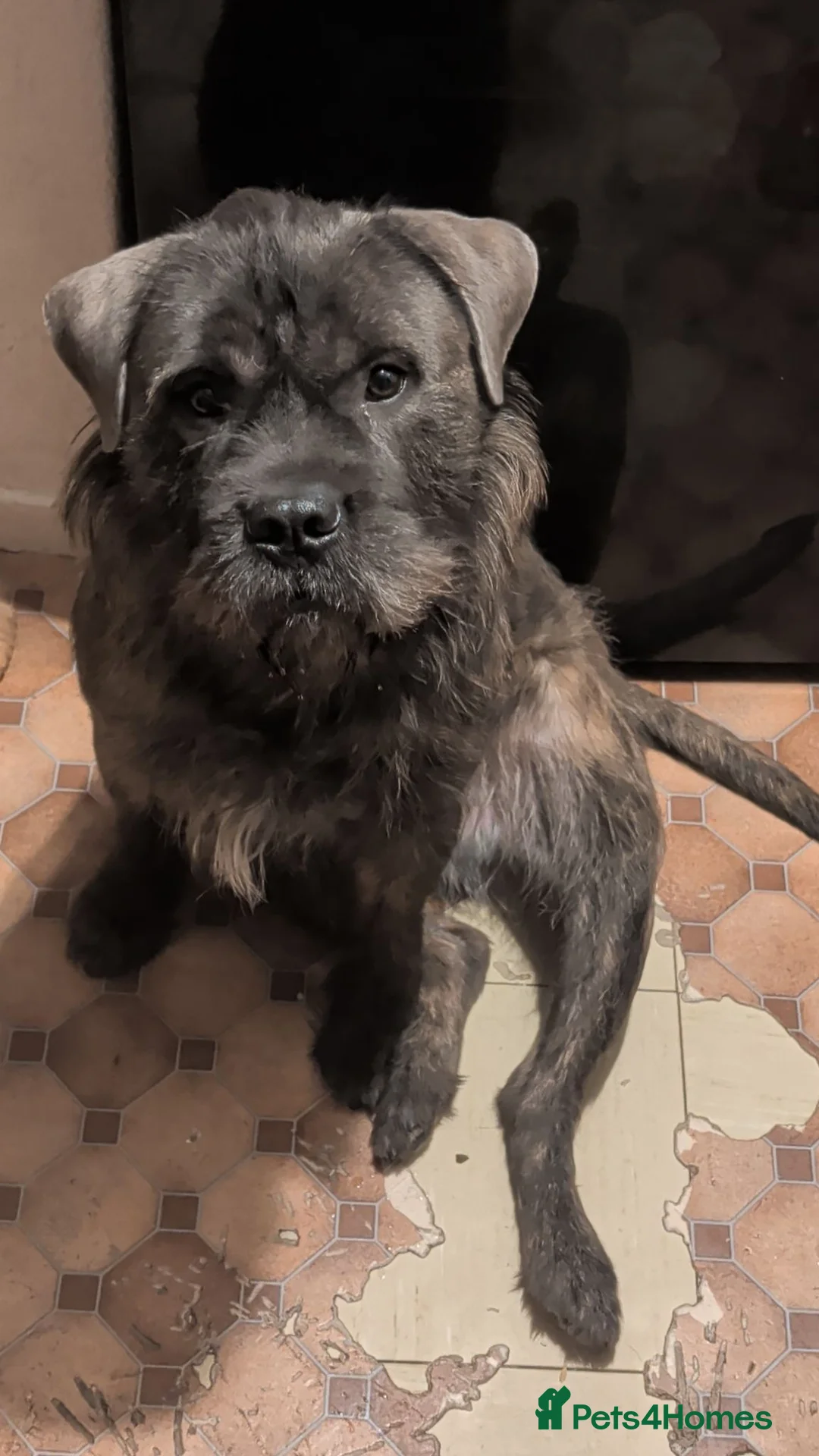 Mixed Breed dogs for sale: Rehoming - Advert 1