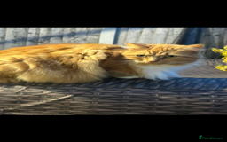 Mixed Breed cats for sale: Extra fluffy kittens - Image 2