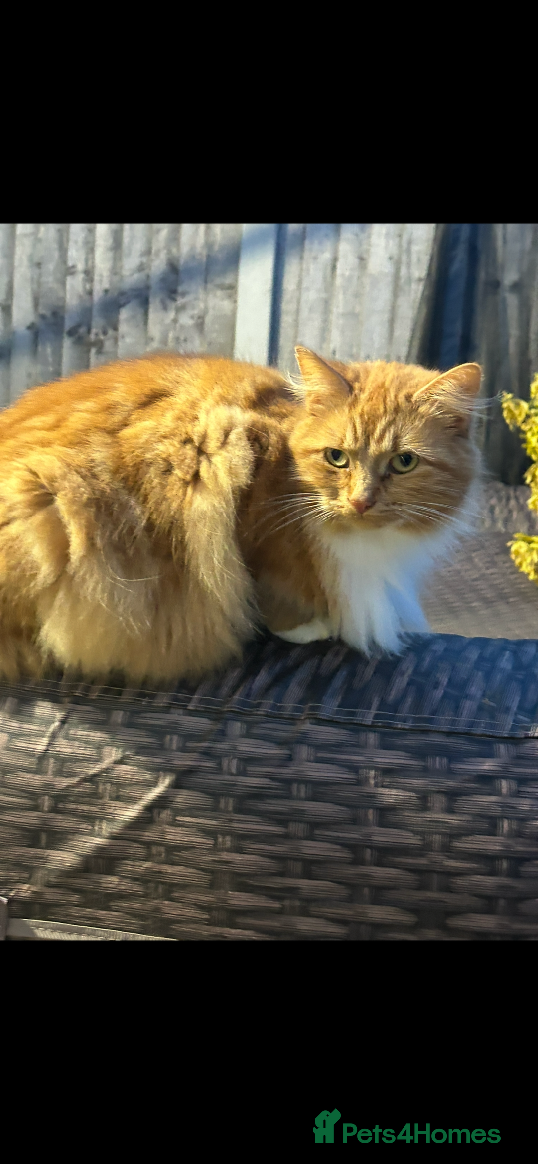 Mixed Breed cats for sale: Extra fluffy kittens - Image 2