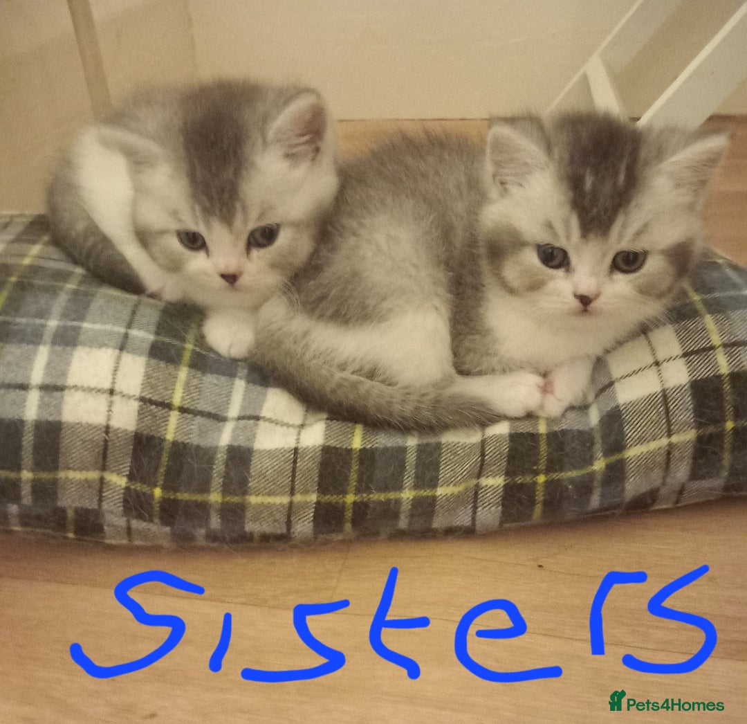 British Shorthair cats for sale: Stunning unusual British short hair kittens  - Advert 12