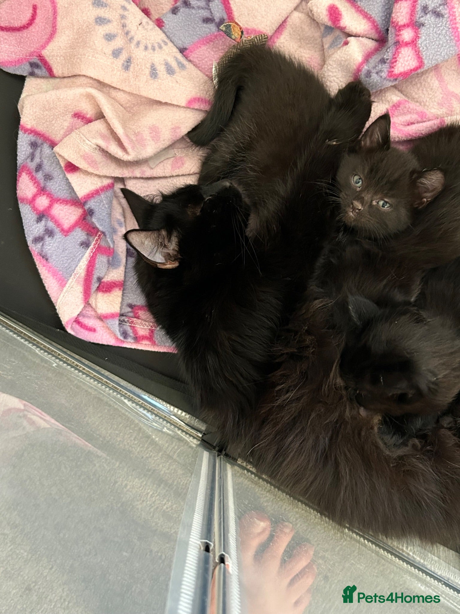 Mixed Breed cats Adorable fluffy kittens for sale - Advert 1
