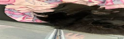 Mixed Breed cats for sale: Adorable fluffy kittens for sale - Advert 1