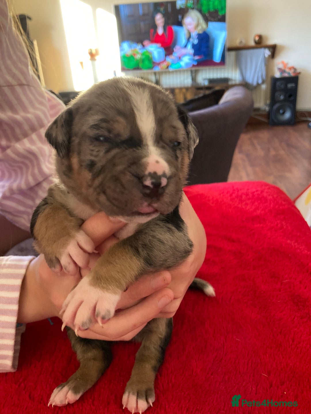 Mixed Breed dogs for sale: Mastiff x Staffy Puppies  - Advert 18