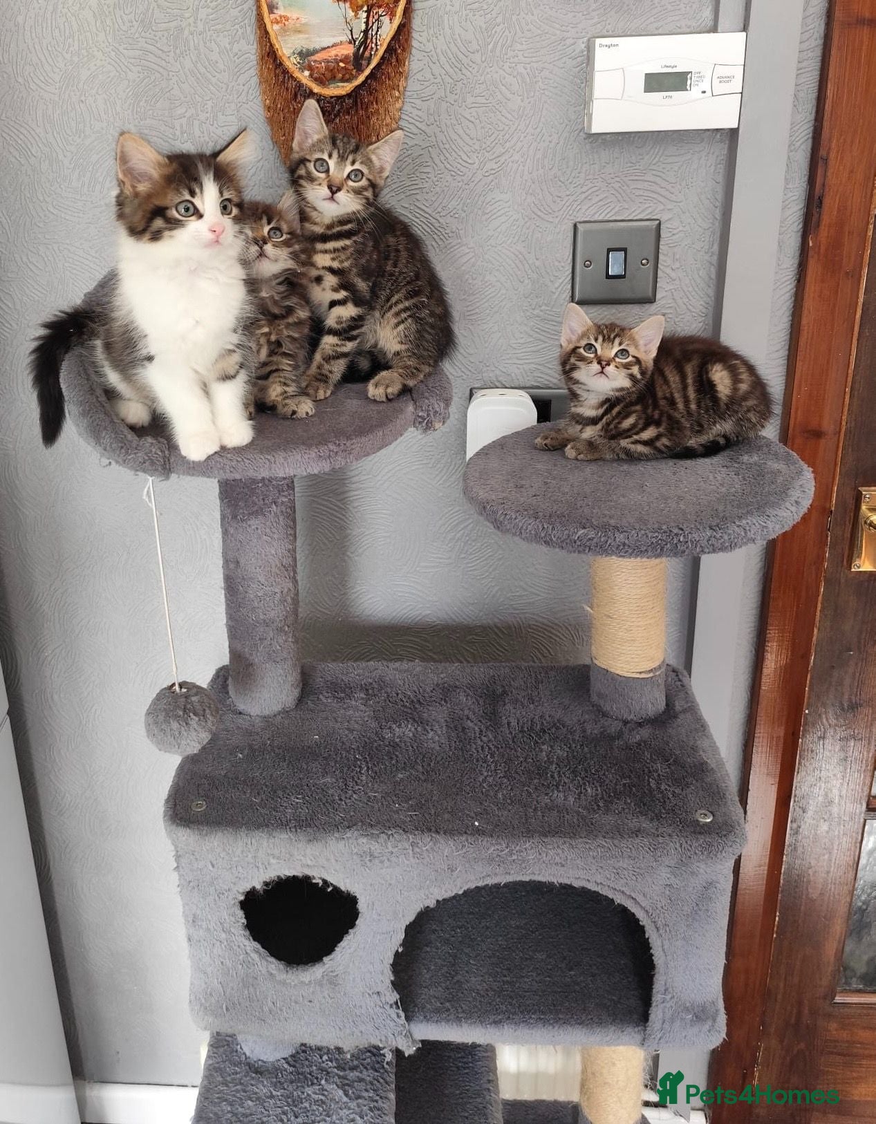 Mixed Breed cats Beautiful kittens ready for new home - Advert 2