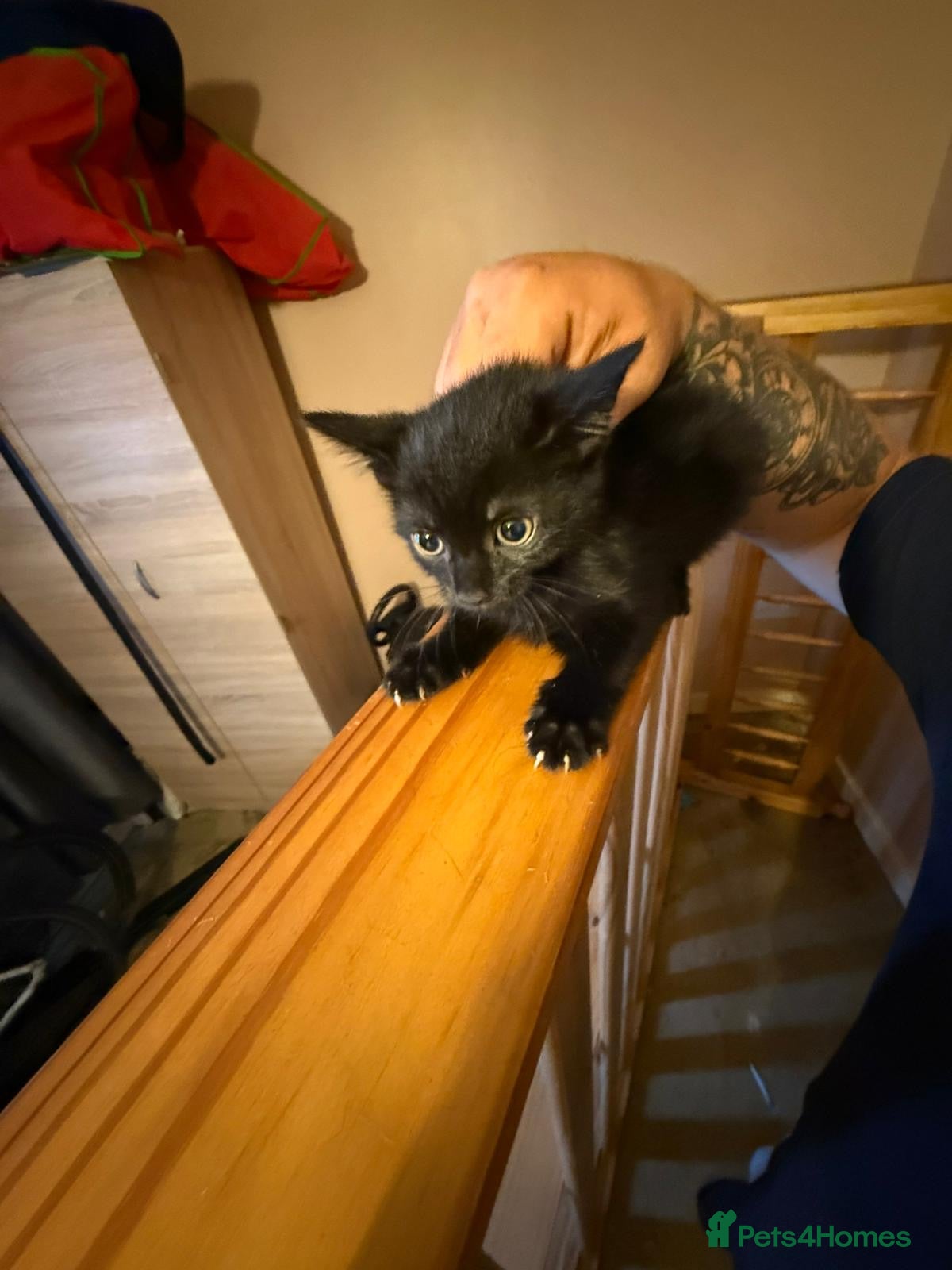 Mixed Breed cats for sale: Kittens for sale  in London - Advert 4