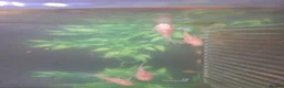 Corys fish for sale: Longfin Albino Corydoras  - Advert 8