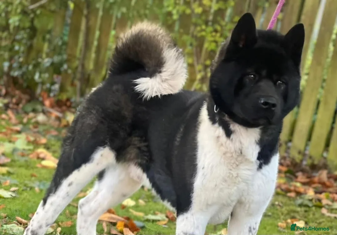 Akita dogs for sale: CHAMPION SHOW potential KC REG AKITA PUPPIES   - Advert 9