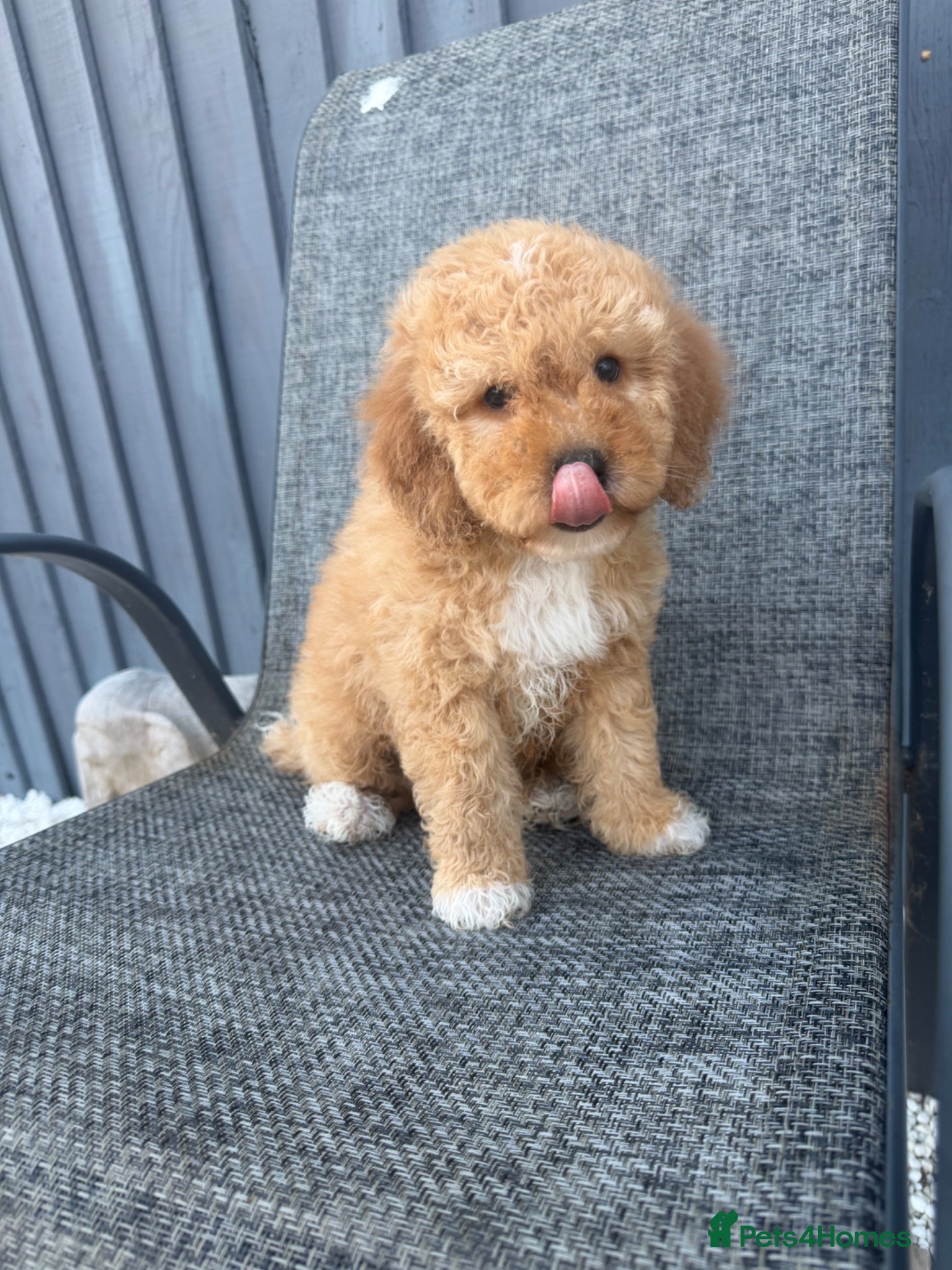Cavapoo dogs beautiful litter of Cavapoo puppies for sale  - Advert 8