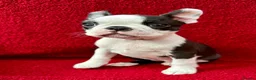Boston Terrier dogs for sale: Exceptional puppies. Extensively tested parents.   - Advert 3