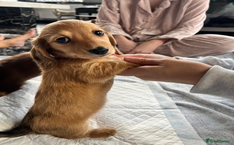 Dachshund dogs - Advert 3