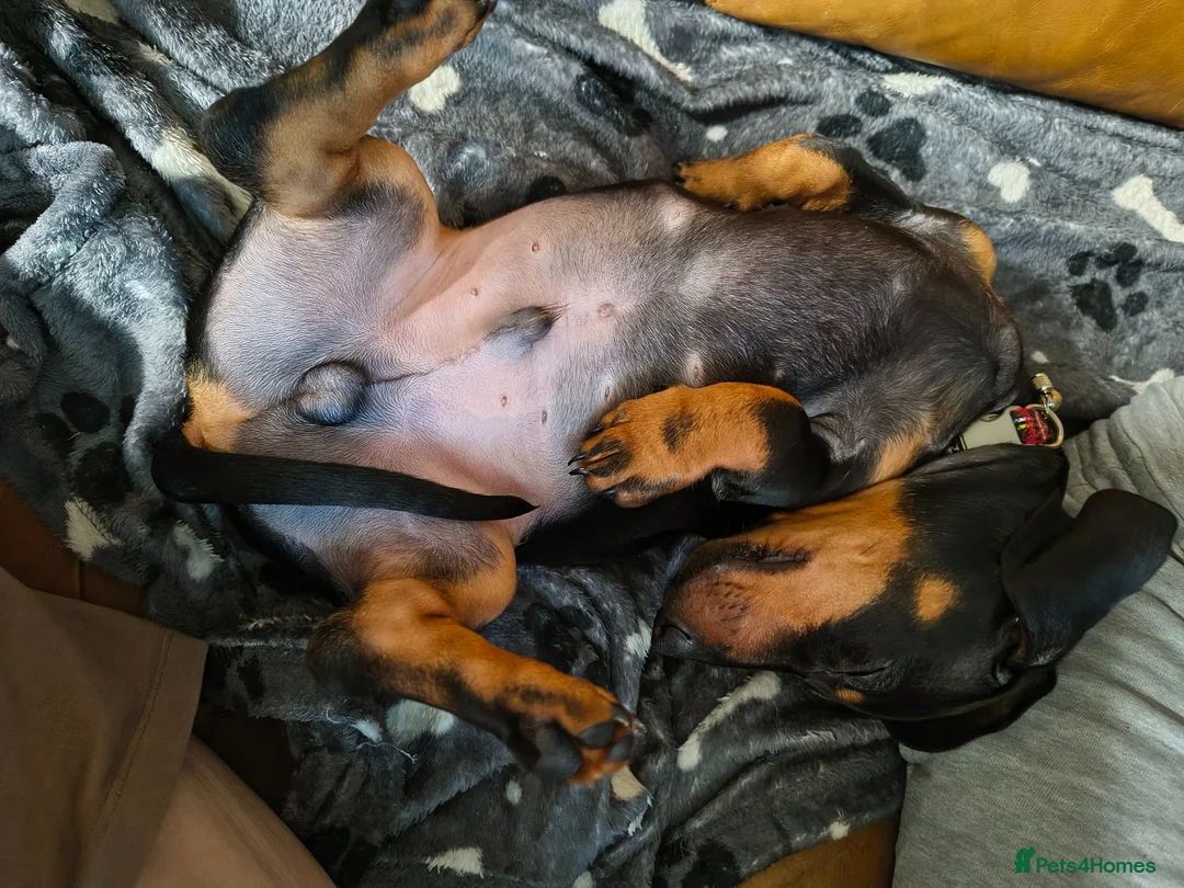 Dachshund dogs for sale: Ziggy the dachshund - Advert 2