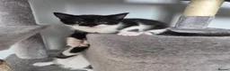 Mixed Breed cats for sale: Kittens - Advert 2