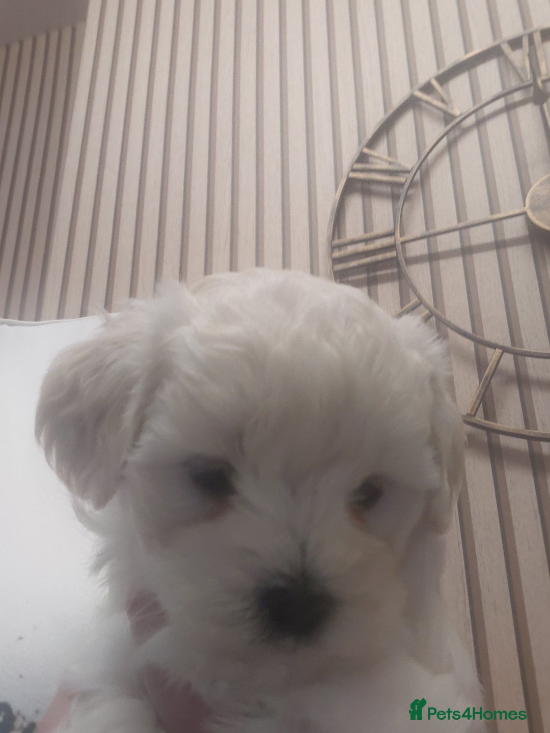 Maltipoo dogs for sale: F1 tiny adorable maltipoo  - Advert 10