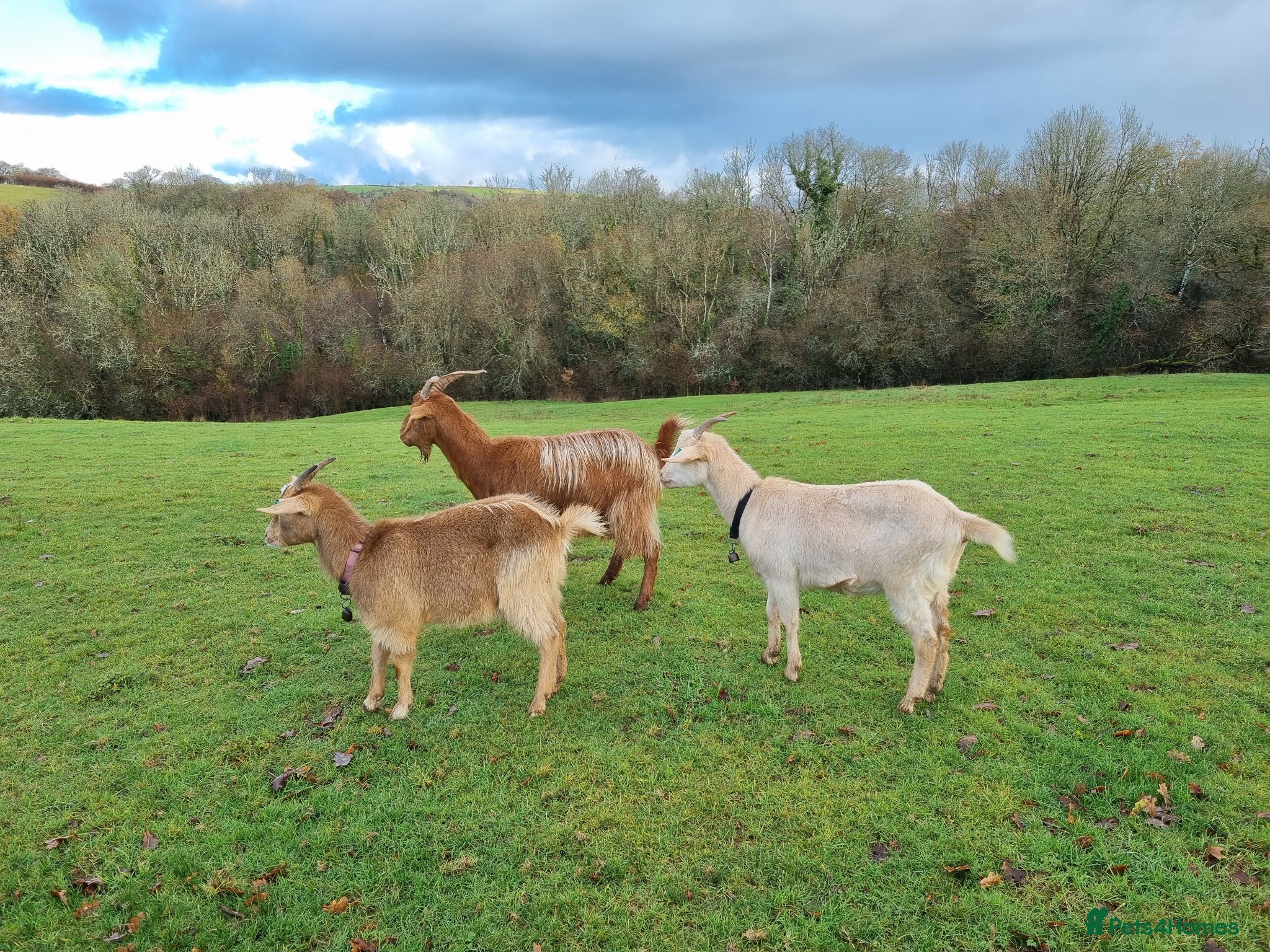 Goats livestock 3  RGG X BOER goats  - Advert 8