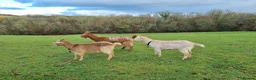 Goats livestock for sale: 3  RGG X BOER goats  - Advert 1