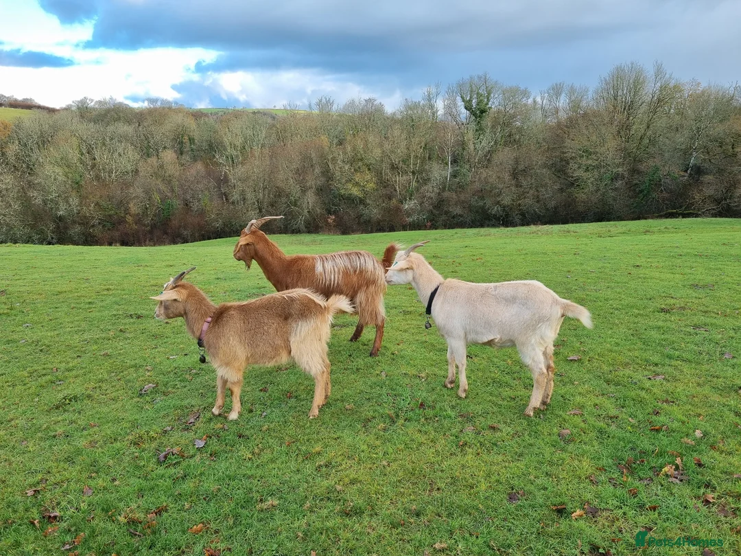 Goats livestock for sale: 3  RGG X BOER goats  - Advert 1