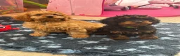 Cavapoo dogs for sale: F1 Cavapoo Puppies in Denbigh - Advert 2