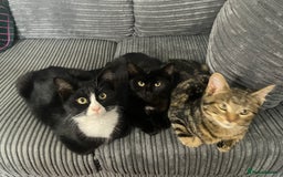 Bombay cats for sale: Adorable 3 Healthy kittens ready for new homes - Image 13