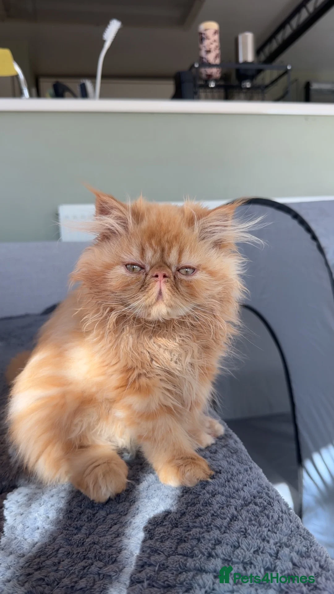 Persian cats for sale: Male Ginger Persian in Witney - Advert 2
