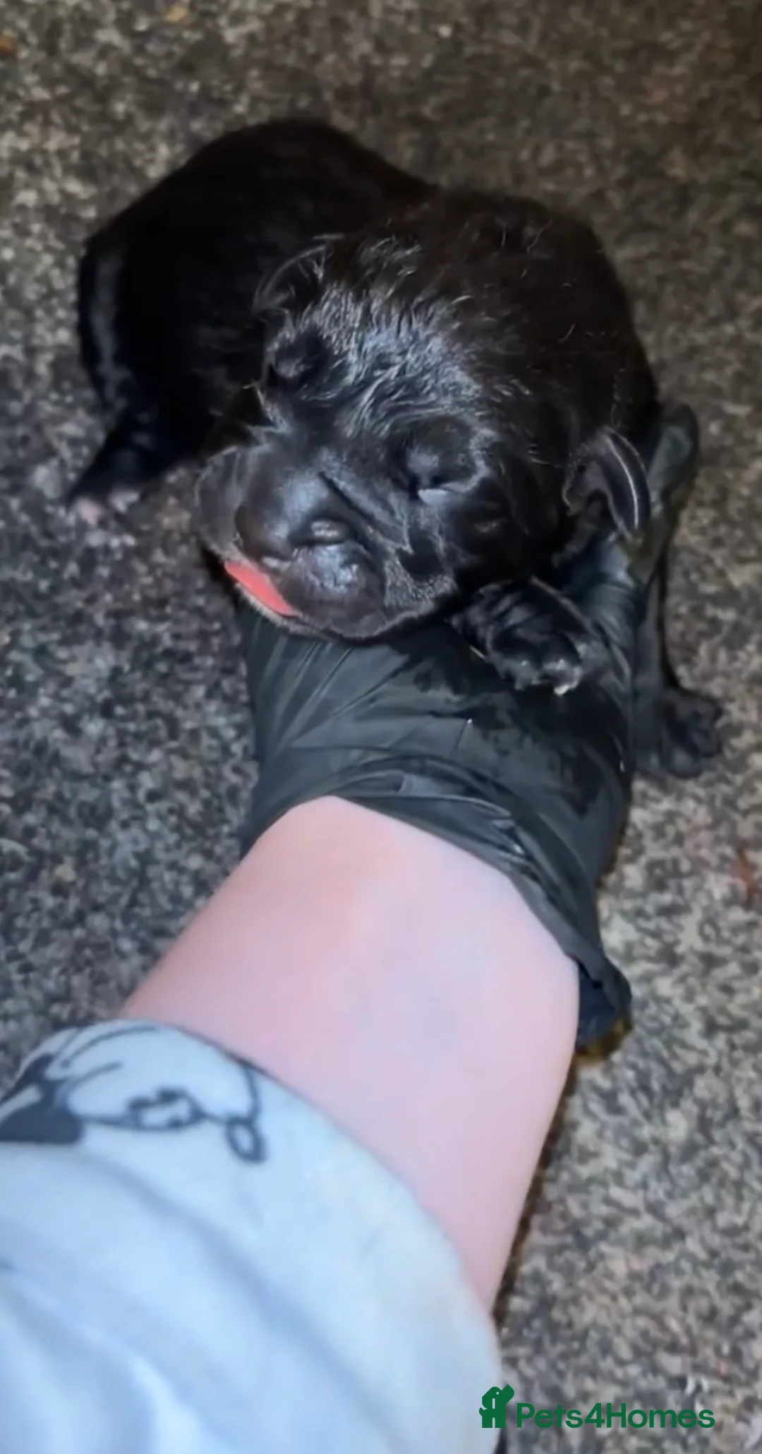 Cane Corso dogs for sale: Cane corso pups 🐾 - Advert 2