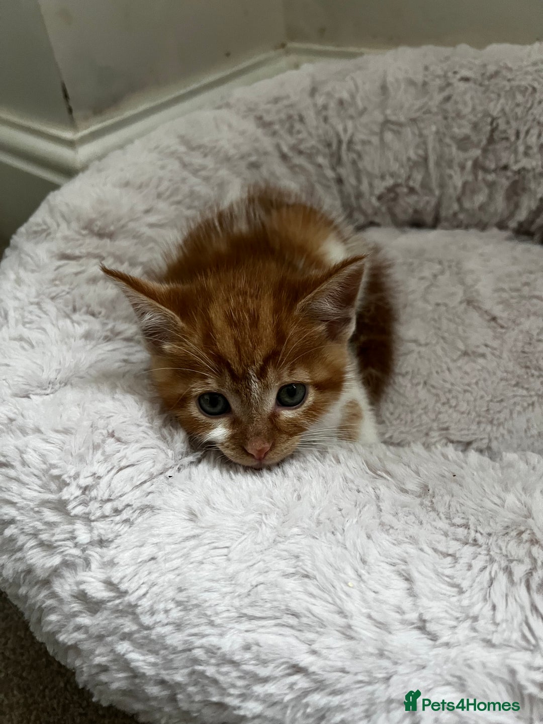 Mixed Breed cats for sale: Fluffy Mixed Breed Kittens For Sale  - Image 16