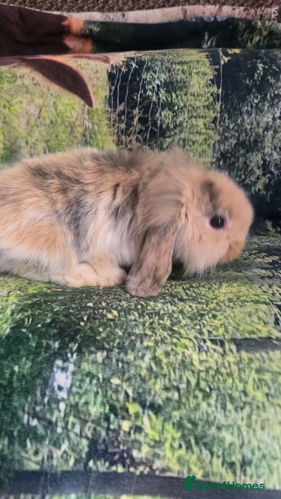 Mini Lop rabbits for sale: Mini Lop Baby Rabbits - Advert 7