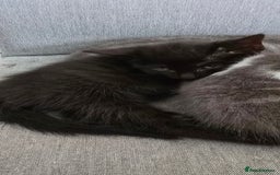 Mixed Breed cats for sale: 2 girls ready to go  - Image 2