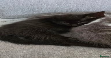 Mixed Breed cats - Advert 5