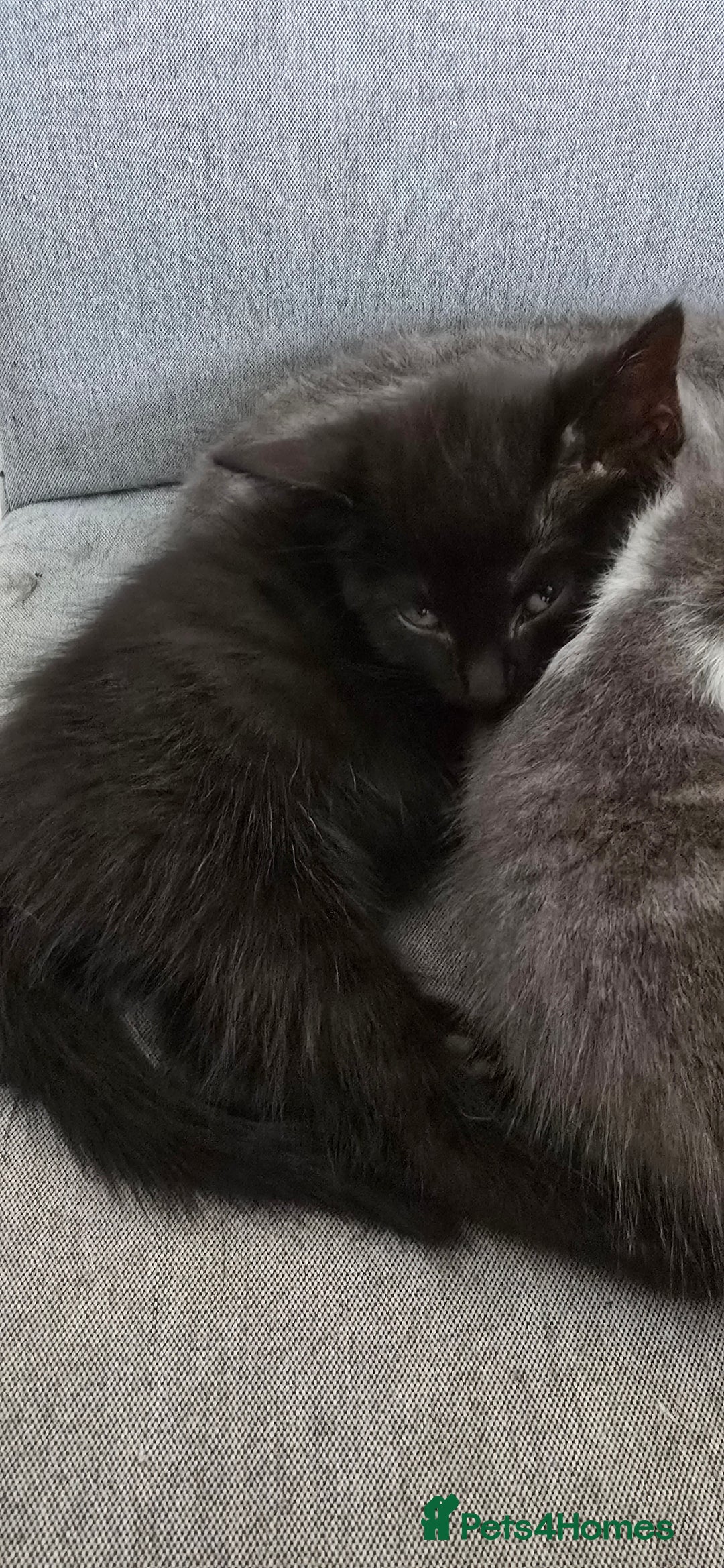 Mixed Breed cats for sale: 2 girls ready to go  - Image 2
