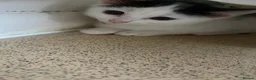 Mixed Breed cats for sale: Female Kittens  - Advert 8