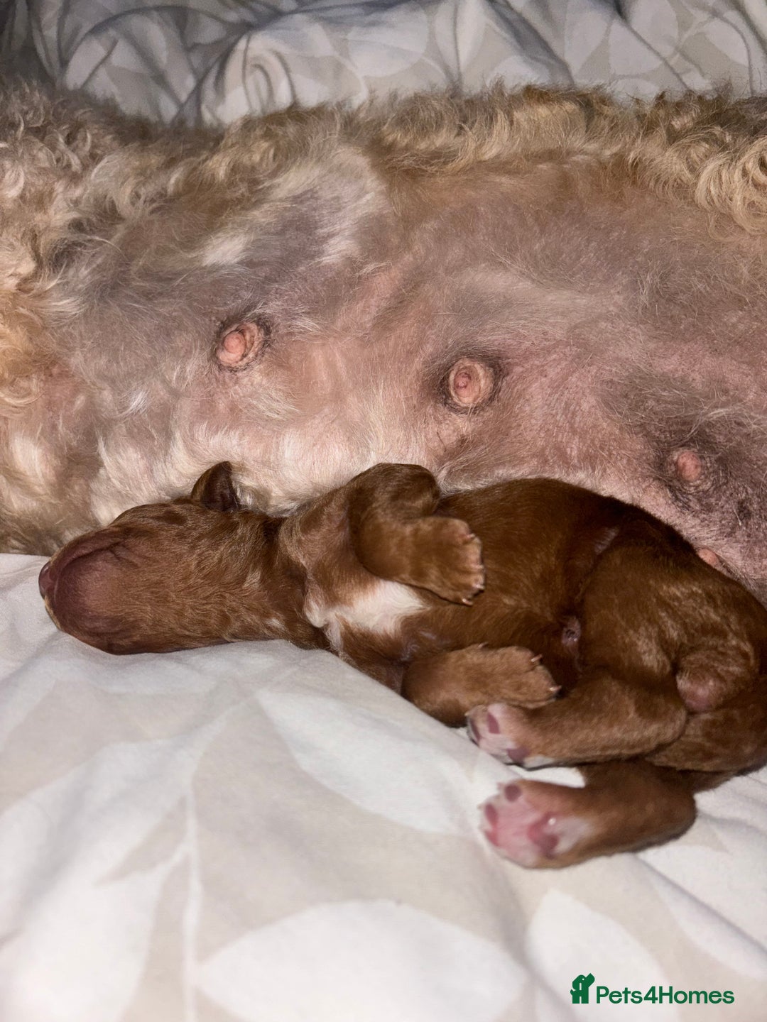 Labradoodle dogs for sale: Gorgeous red fox labradoodle  - Advert 9